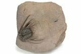 Kettneraspis Trilobite With Long Occipital - Lghaft, Morocco #232763-5